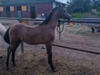 Caballo, Shagya — foto 1