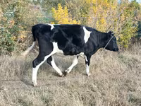 วัวตัวเมีย, Russian Black pied cattle — รูปภาพ 2