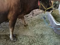 गाय, Swiss cattle — फ़ोटो 3