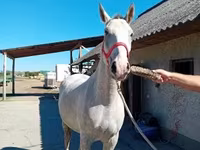 Kůň, Lipizzaner — foto 4