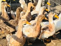 Ducks — foto 2