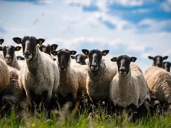 مینڈھا, Hissar sheep