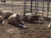Bulle, Simmental cattle — Foto 2
