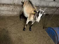 Capra, Saanen goat — foto 8