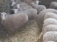 Sheep, Sheep — photo 3