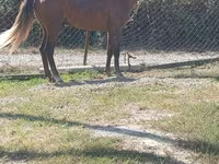 Hingst, Heste — foto 2