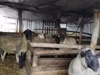 قوچ, Ile-de-France sheep — عکس 8