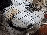 Chickens — foto 5