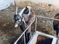 Ziegenbock, Nubian Goat — Foto 5
