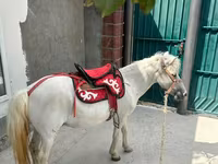 Hengst, North Swedish horse — Foto 4