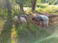 თხა, Kejobong goat — ფოტო 2