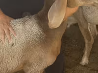 Kos, Arashan sheep — 4. fotó