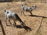 Mbuzi jike, Nubian Goat — picha 5