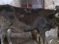 گاو ماده, گاو — عکس 2