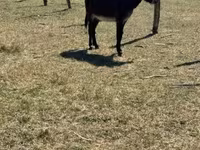 Cheval, Kerry Bog Pony — photo 2