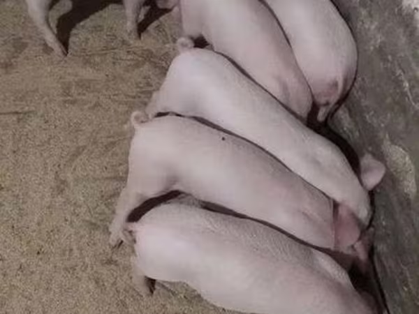 สุกร (เป็นล็อต, ไม่ระบุเพศ), Крупная белая