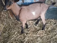 Buk, Alpine goat — foto 2