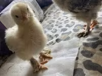 Brahma — foto 4