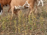 Lembu betina, Simmental cattle — foto 3
