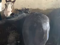 Kuda jantan, Kazakh horse — foto 5