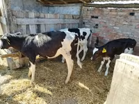 Vaca, Russian Black pied cattle — foto 1
