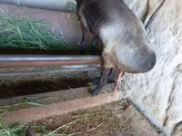 بز ماده, LaMancha goats — عکس 1