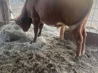 گاو نر, Simmental cattle — عکس 2