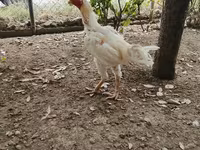 Chickens — الصورة 4