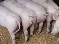 ሴት አሣማ, Pigs — ፎቶ 3