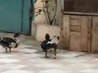 Ducks — รูปภาพ 6