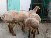 Domba jantan, Sheep — foto 4