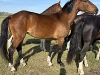 Iapă, Dutch warmblood horse — foto 2