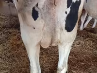 Ko, Russian Black pied cattle — foto 3