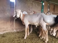 Vædder, Arashan sheep — foto 5