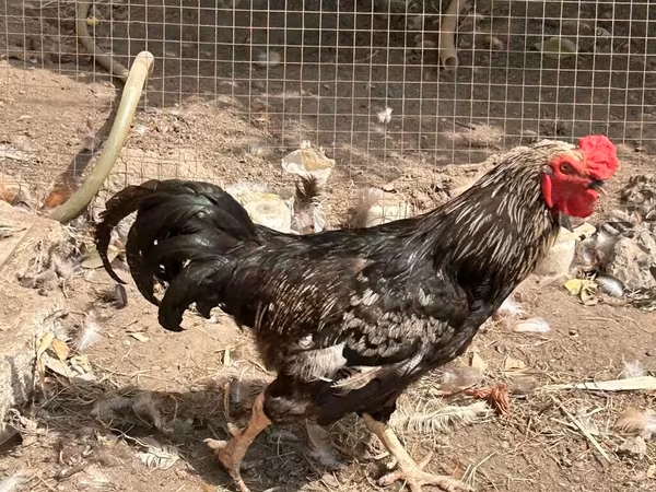 Chickens