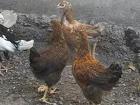Chickens — عکس 2