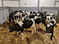 گاو ماده, Russian Black pied cattle — عکس 7