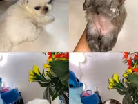 Məhsul: Pekines balaları - Yaş: 60 günlük - Cins: Pekines - Rənglər — fotografija 1