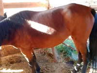 گھوڑی, French Trotter — تصویر 4