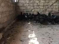 مالینز — عکس 1