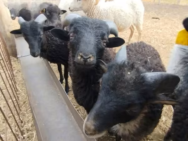 ვერძი, Ouessant sheep
