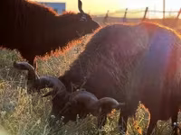 Pecora, Racka sheep — foto 5
