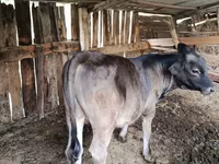 Dibi, Swiss cattle — sawirka 3