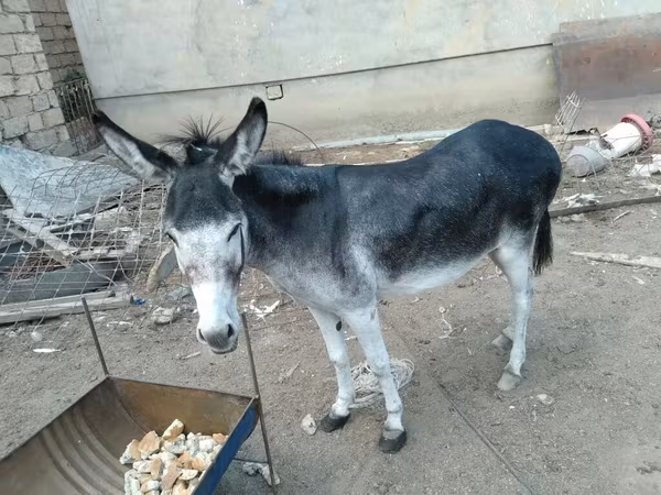 خيول (دفعة، الجنس غير محدد), الخيول