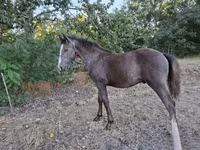 公马, Horses — 照片 3