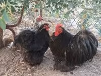 Pekin-Zwerg — Foto 2