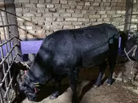 گاو نر, آبرادین-آنگوس — عکس 2