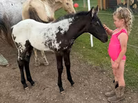 Merrie, Appaloosa — foto 6