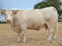 Ko, Charolais cattle — foto 4