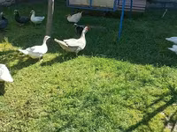 Ducks — تصویر 7